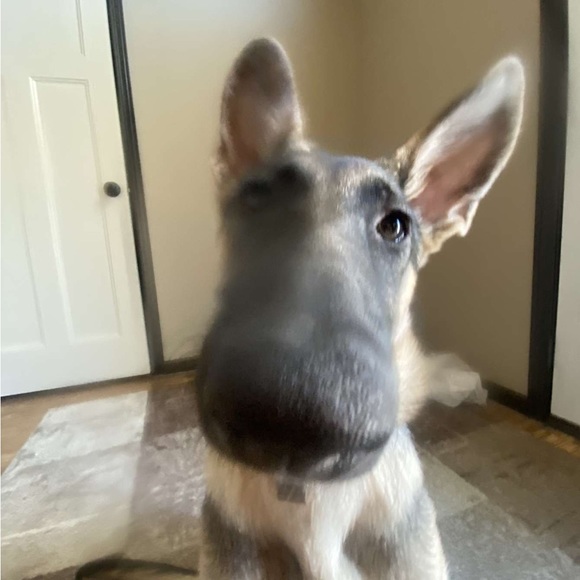 maxthedog17